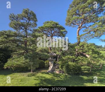 Grüner Rasen und abgerundete Steinlaterne unter Kiefern und blauer Himmel im Shinjuku Gyoen Garten in Toky Stockfoto