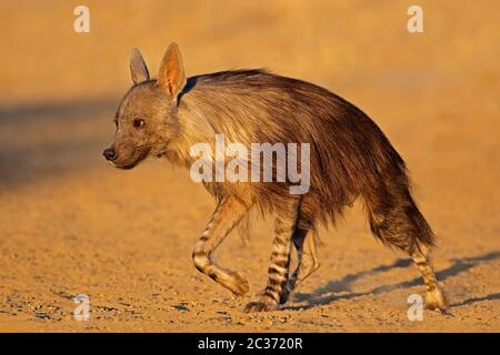 Eine Warnung Braune Hyäne (Hyaena brunnea), Kalahari Wüste, Südafrika Stockfoto