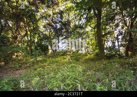 Stein fünfstöckige Pagode im Pinien- und Ahornwald des Shinjuku Gyoen Garden in Tokyo, Japan. Stockfoto