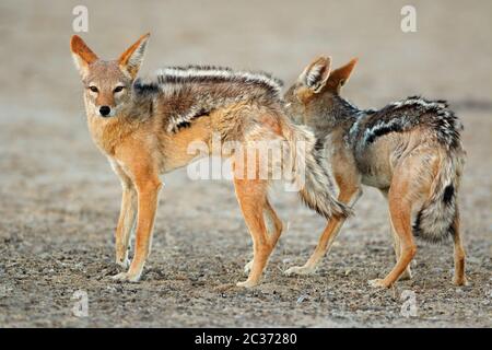 Ein paar Black-backed Schakale (Canis Mesomelas) Kalahari-Wüste, Südafrika Stockfoto