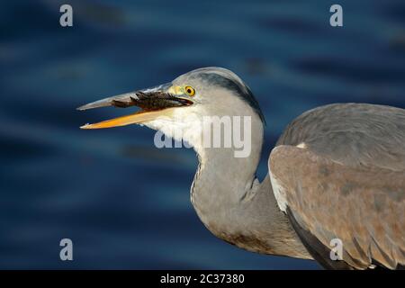 Porträt der Graureiher (Ardea cinerea) schlucken ein Fisch, Krüger Nationalpark, Südafrika Stockfoto