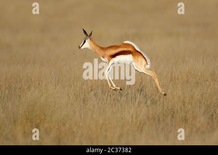 Springen Springböcke (Antidorcas marsupialis) Antilope im natürlichen Lebensraum, Südafrika Stockfoto