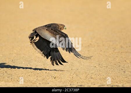 Unreife Bateleur Adler (Terathopius Ecaudatus) im Flug, Südafrika Stockfoto