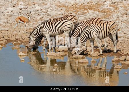 Ebenen Zebras (Equus Burchelli) Trinkwasser, Etosha Nationalpark, Namibia Stockfoto