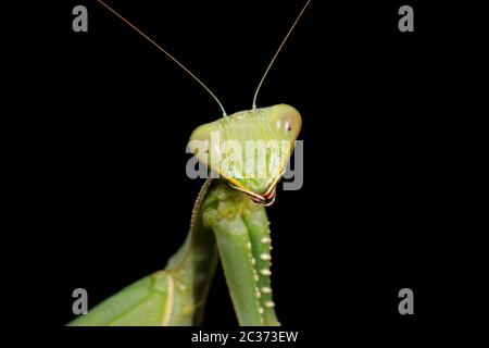 Porträt einer gemeinsamen Green Mantis (Sphodromantis gastrica) auf schwarz, Südafrika Stockfoto