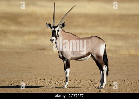 Ein Oryx Antilope (Oryx gazella), Kalahari Wüste, Südafrika Stockfoto