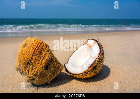Früchte von Kokosnüssen auf dem Schreibtisch Stockfoto