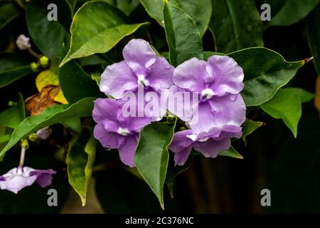 Nahaufnahme der Lavendelblüten (Brunsfelsia latifolia), auf Hawaiis Big Island. Regentropfen kleben an den Blütenblättern; grüne Blätter im Hintergrund. Stockfoto