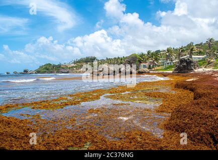 Dies ist die zerklüftete Ostküste von Barbados, wo Besucher die Luft atmen, in den belebenden Bathsheba Pools eintauchen und sich lebendig fühlen. Stockfoto