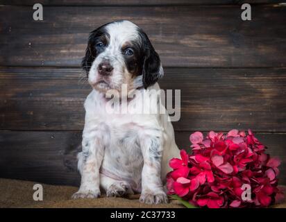 Cute English Setter Welpe Hund studio Portrait auf braunem Holz- Hintergrund isoliert. Stockfoto