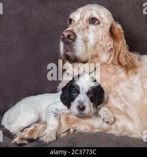 English Setter grosser Hund Mutter und Welpen portrait Stockfoto