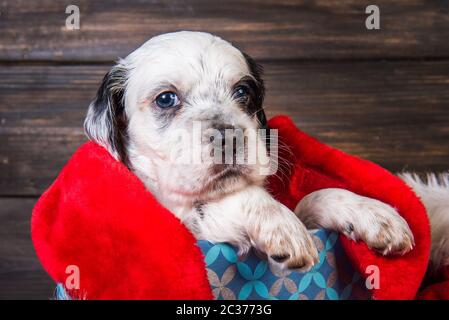 English Setter Welpe Hund mit Santa Claus hat in Geschenkbox. Weihnachten oder Neujahr Hintergrund Stockfoto