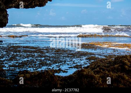 Dies ist die zerklüftete Ostküste von Barbados, wo Besucher die Luft atmen, in den belebenden Bathsheba Pools eintauchen und sich lebendig fühlen. Stockfoto