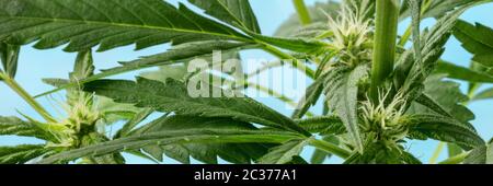 Cannabispflanze, fast bereit für die Ernte, mit weißen Stigmas und Trichomen zu erscheinen, Home-Anbau Marihuana, Panor Stockfoto