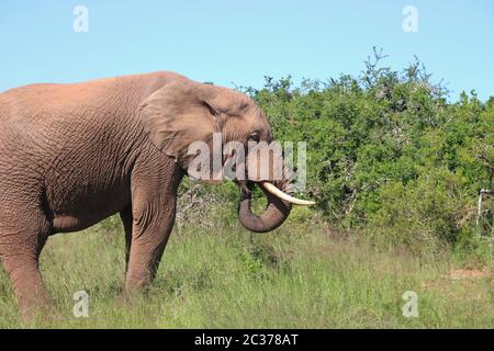 Porträt eines Elefanten in der Wildnis, Heu fressen. Im Addo Elephant National Park, in der Nähe von Port Elizabeth. Südafrika, Afrika. Stockfoto