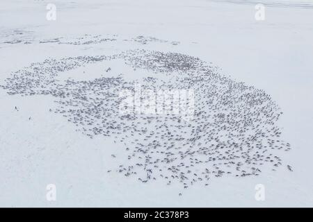 Rentier-Herde von oben. Rentiere in der sima Tundra im Schnee. Stockfoto