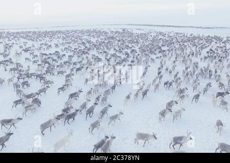 Rentier-Herde von oben. Rentiere in der sima Tundra im Schnee. Stockfoto