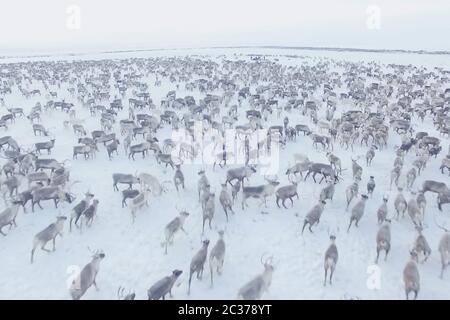 Rentier-Herde von oben. Rentiere in der sima Tundra im Schnee. Stockfoto