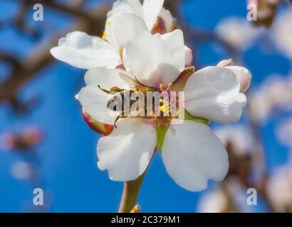 Biene sammelt Pollen von Mandelblüten. Stockfoto