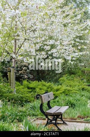 Eine Parkbank mit einem Apfelbaum dahinter mit weißen Blumen, hohem Gras und Laub. The Peace Garden at Pinner Memorial Park, Pinner, NW London, UK. Stockfoto