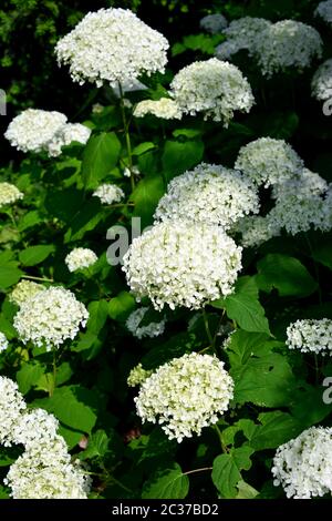 Glatte Hortensien, wilde Hortensien, oder Sevenbark, Wald-Hortensie, Hortensia arborescens, cserjés hortenzia Stockfoto