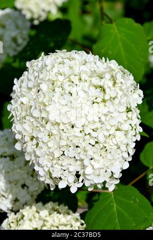 Glatte Hortensien, wilde Hortensien, oder Sevenbark, Wald-Hortensie, Hortensia arborescens, cserjés hortenzia Stockfoto