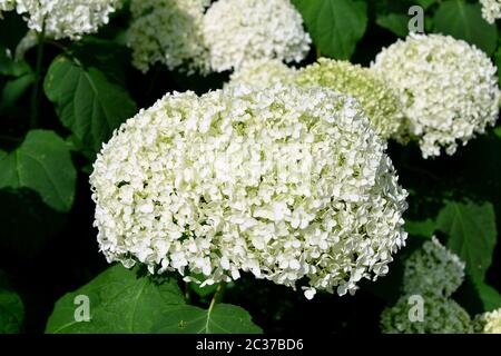 Glatte Hortensien, wilde Hortensien, oder Sevenbark, Wald-Hortensie, Hortensia arborescens, cserjés hortenzia Stockfoto