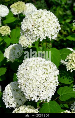 Glatte Hortensien, wilde Hortensien, oder Sevenbark, Wald-Hortensie, Hortensia arborescens, cserjés hortenzia Stockfoto