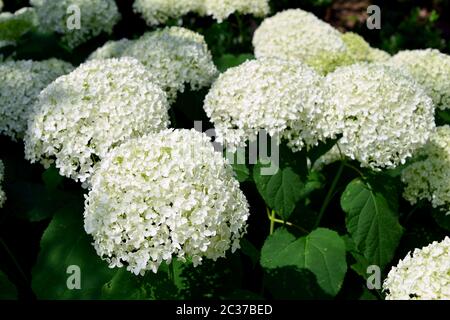 Glatte Hortensien, wilde Hortensien, oder Sevenbark, Wald-Hortensie, Hortensia arborescens, cserjés hortenzia Stockfoto