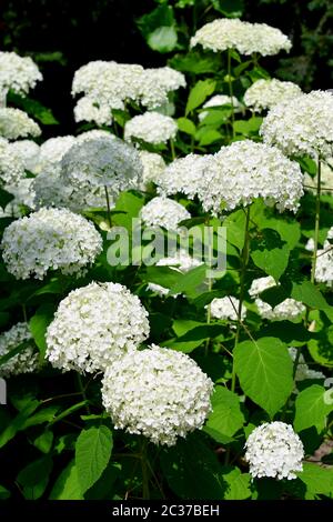 Glatte Hortensien, wilde Hortensien, oder Sevenbark, Wald-Hortensie, Hortensia arborescens, cserjés hortenzia Stockfoto