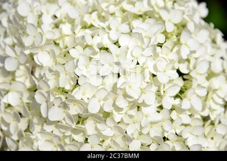 Glatte Hortensien, wilde Hortensien, oder Sevenbark, Wald-Hortensie, Hortensia arborescens, cserjés hortenzia Stockfoto