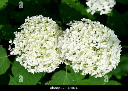 Glatte Hortensien, wilde Hortensien, oder Sevenbark, Wald-Hortensie, Hortensia arborescens, cserjés hortenzia Stockfoto