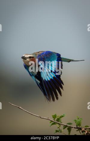 Fliederrolle fliegt mit Flügeln nach unten vorbei Stockfoto