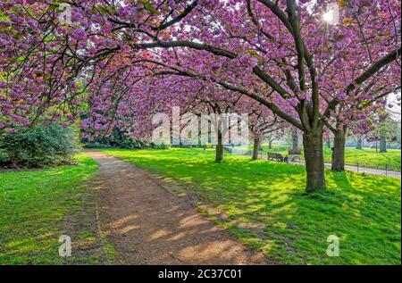 Frühling im Hyde Park im Zentrum von London, Großbritannien Stockfoto