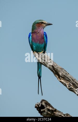 Fliederwalze auf abgestorbenen Ast, rechts Stockfoto