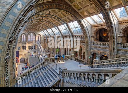 Das Innere des Natural History Museum und Walskelett in London, Großbritannien. Stockfoto