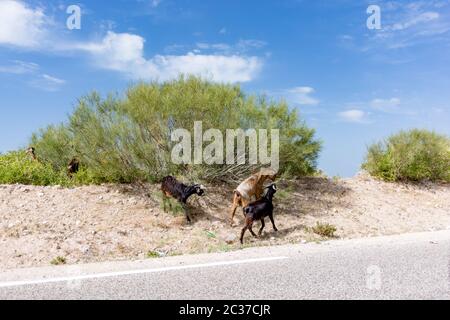 Ziegen klettern auf kleinen Arganbaum, Fütterung auf Arganbaum Blätter in der Nähe der Asphaltstraße in Marokko. Marokkanische Ziegen Stockfoto