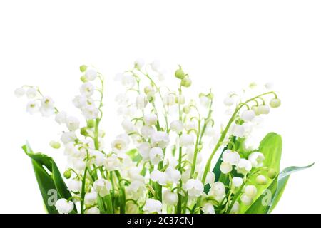 Weiße Blumen Lilien des Tales isoliert auf weißem Hintergrund Stockfoto