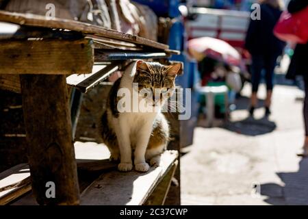 Porträt einer pelzigen gestreiften Katze sitzt in Marrakesch Medina Souk, Marokko. Marokkanischer traditioneller Straßenmarkt in der Altstadt mit Straßenkatzen Stockfoto