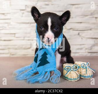 Niedlich lustig Schwarz basenji Welpen Hund sitzt mit blauen Strickschal und kleinen Baby Stiefel. Winter Weihnachten oder Neujahr Karte Hintergrund Stockfoto