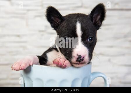 Niedlich lustig Schwarz basenji Welpen Hund sitzt in einem großen blauen Schale. Winter Weihnachten oder Neujahr Karte Hintergrund mit Hund in Becher Stockfoto