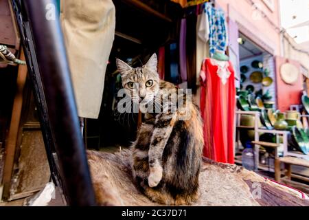 Pelzige gestreifte Katze auf orientalischem Teppich im Medina Souk von Marrakesch, Marokko. Marokkanischer traditioneller Straßenmarkt in der Altstadt mit Straßenkatzen Stockfoto