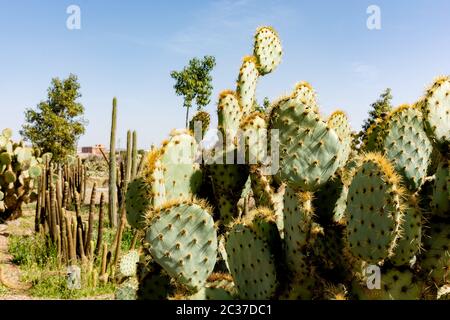 Kaktengarten. Grüne Kakteen und Sukkulenten wachsen in botanischen, tropischen Garten in der Wüste, arides Klima. Kaktuslandschaft Stockfoto