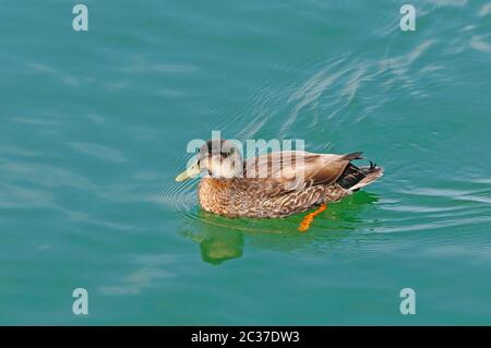Unreife Mallard-Ente in einer Mündung nahe Okarito Beach, Neuseeland Stockfoto