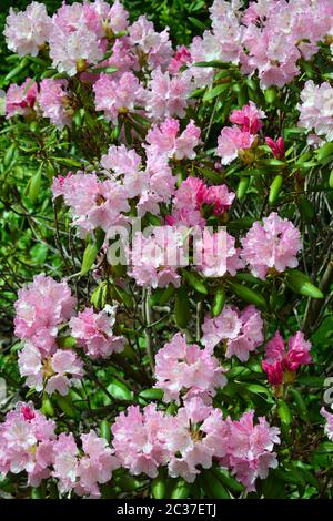 Rhododendron, Rhododendren, Rhododendron sp., havasszépe Stockfoto