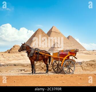 Pferd auf dem Hintergrund der Pyramiden in Gizeh Stockfoto