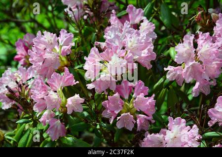 Rhododendron, Rhododendren, Rhododendron sp., havasszépe Stockfoto