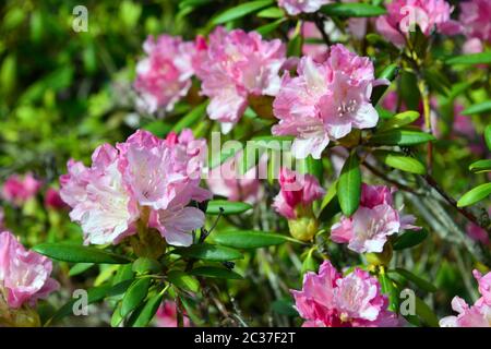 Rhododendron, Rhododendren, Rhododendron sp., havasszépe Stockfoto