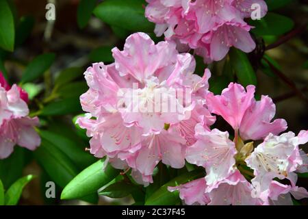 Rhododendron, Rhododendren, Rhododendron sp., havasszépe Stockfoto