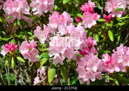 Rhododendron, Rhododendren, Rhododendron sp., havasszépe Stockfoto